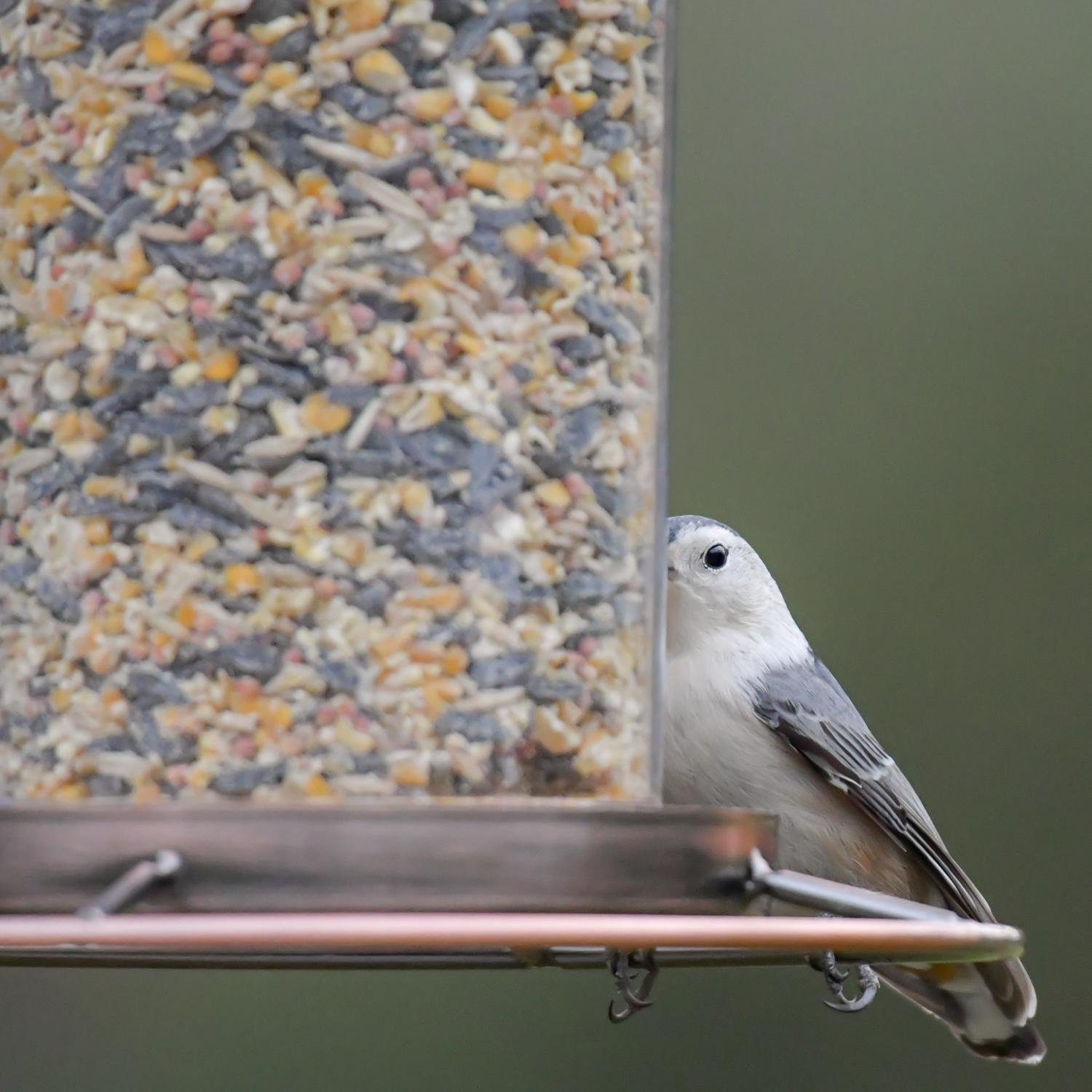 Perky-Pet Wild Bird 4.5 lb Metal/Plastic Panorama Bird Feeder 2 ports