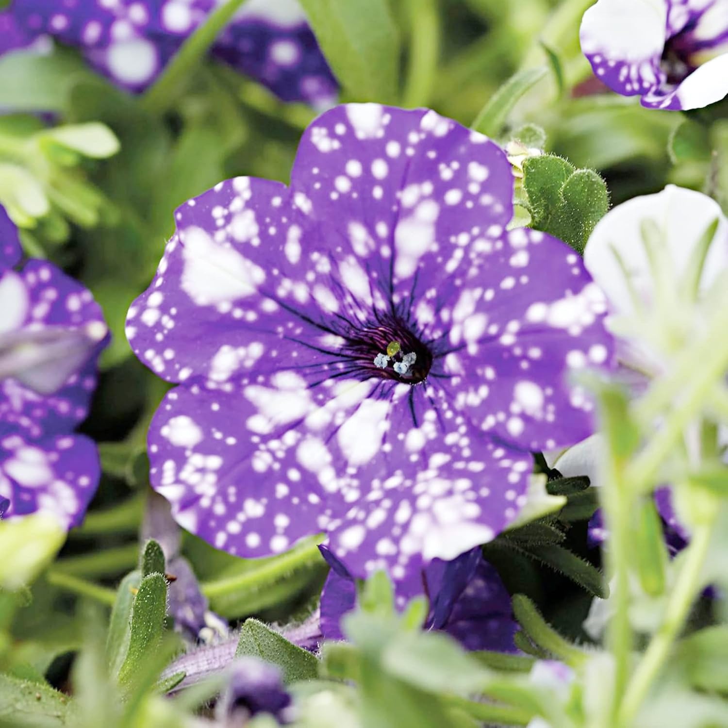 Petunia