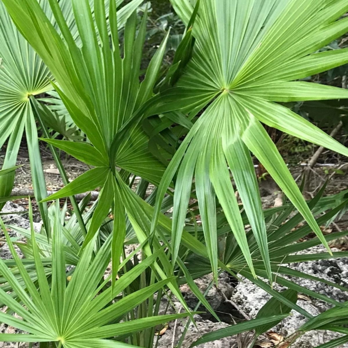 Plant Dwarf Palmetto - 3 Gallon Pot