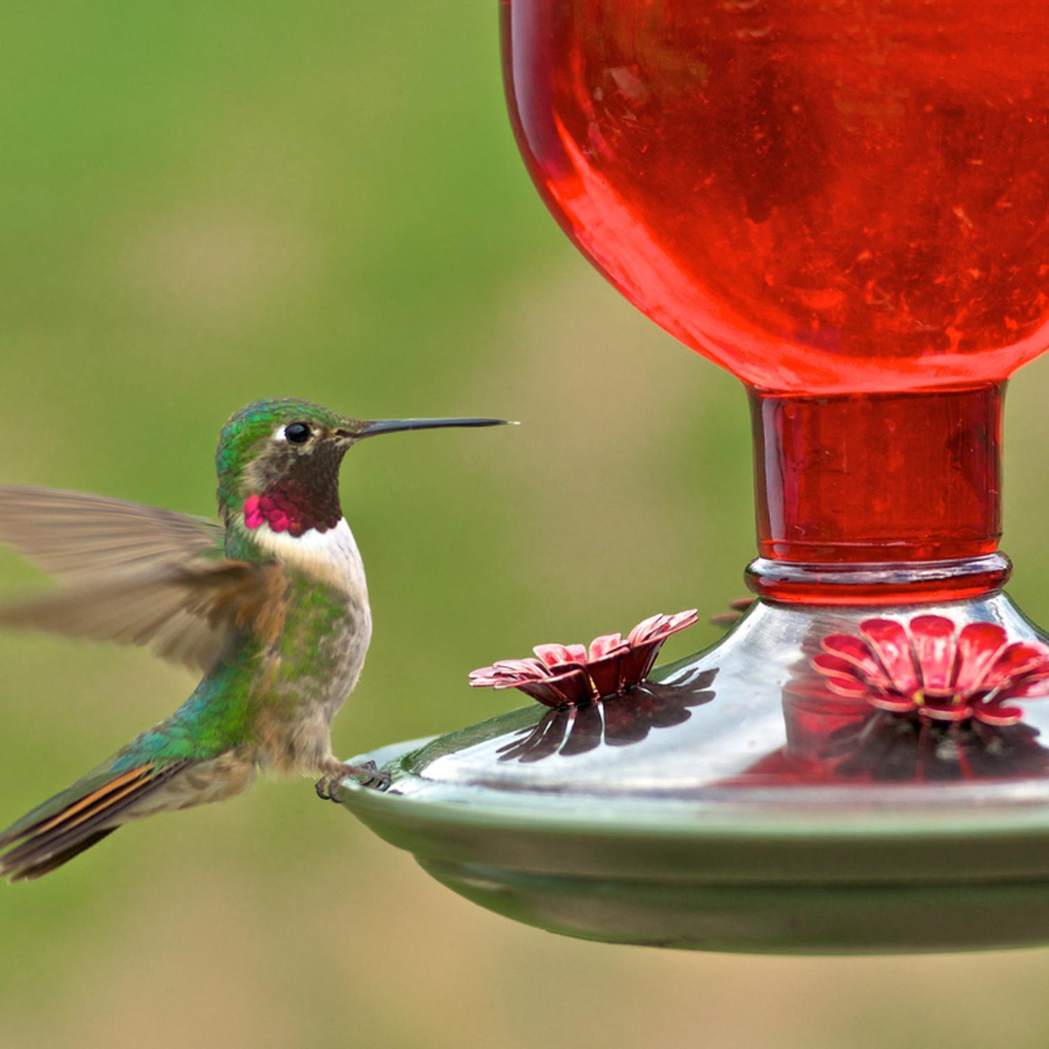 Perky-Pet Hummingbird 16 oz Glass/Metal/Plastic Antique Bottle Nectar Bird Feeder 4 ports