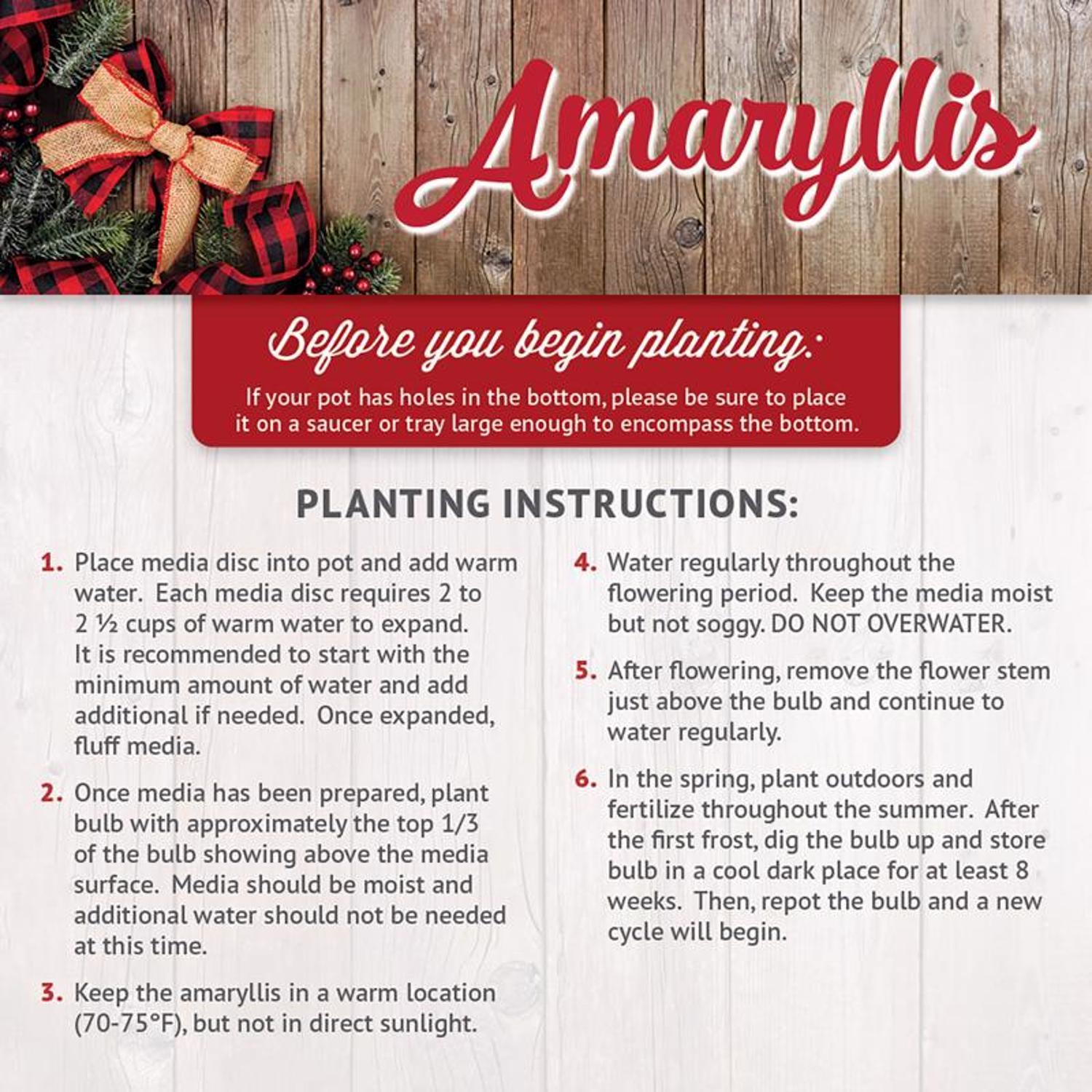 DeGroot Amaryllis Gift Box Bulb Kit 1 pk (ASSORTED COLORS)