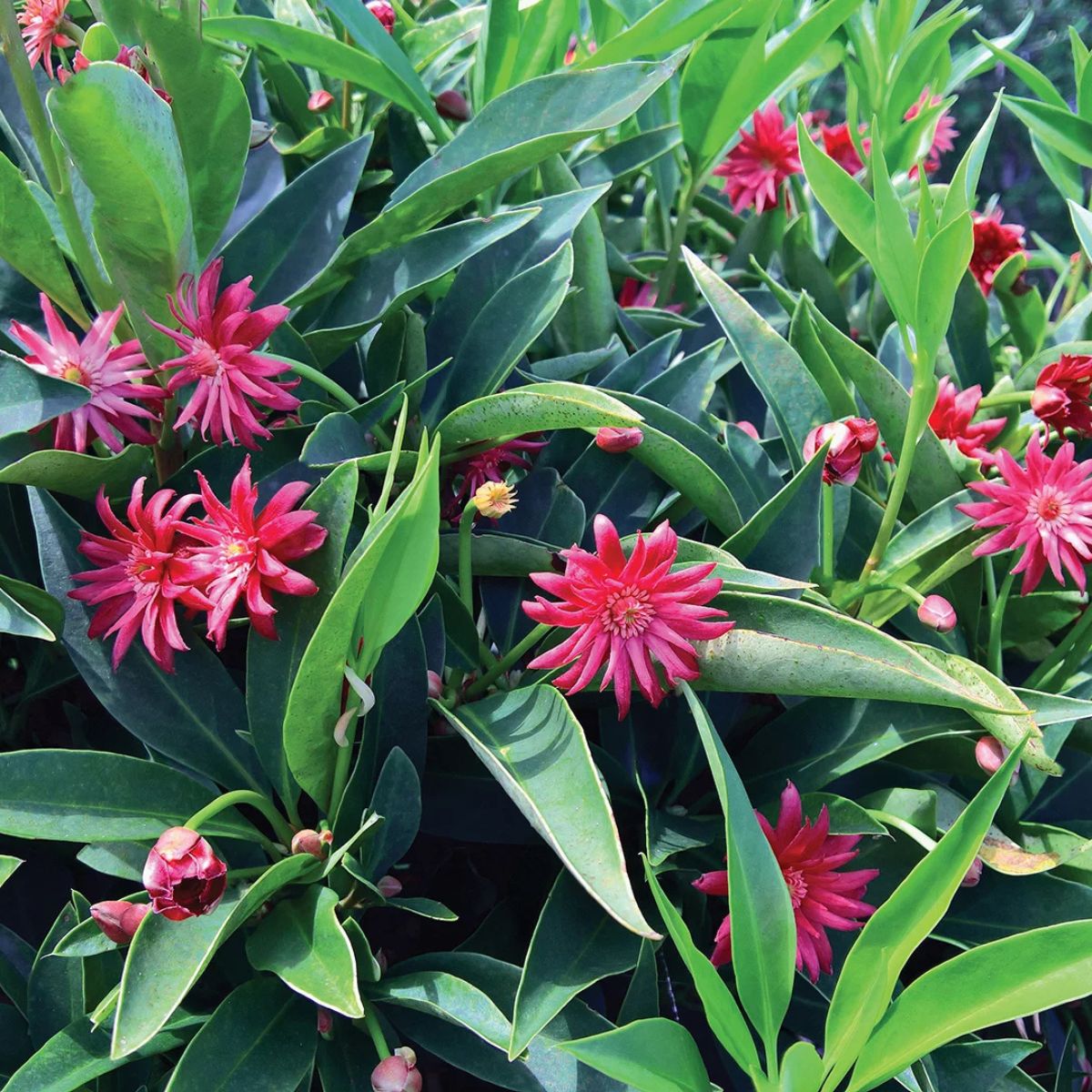 Plant Red Anise - 3 Gallon Pot