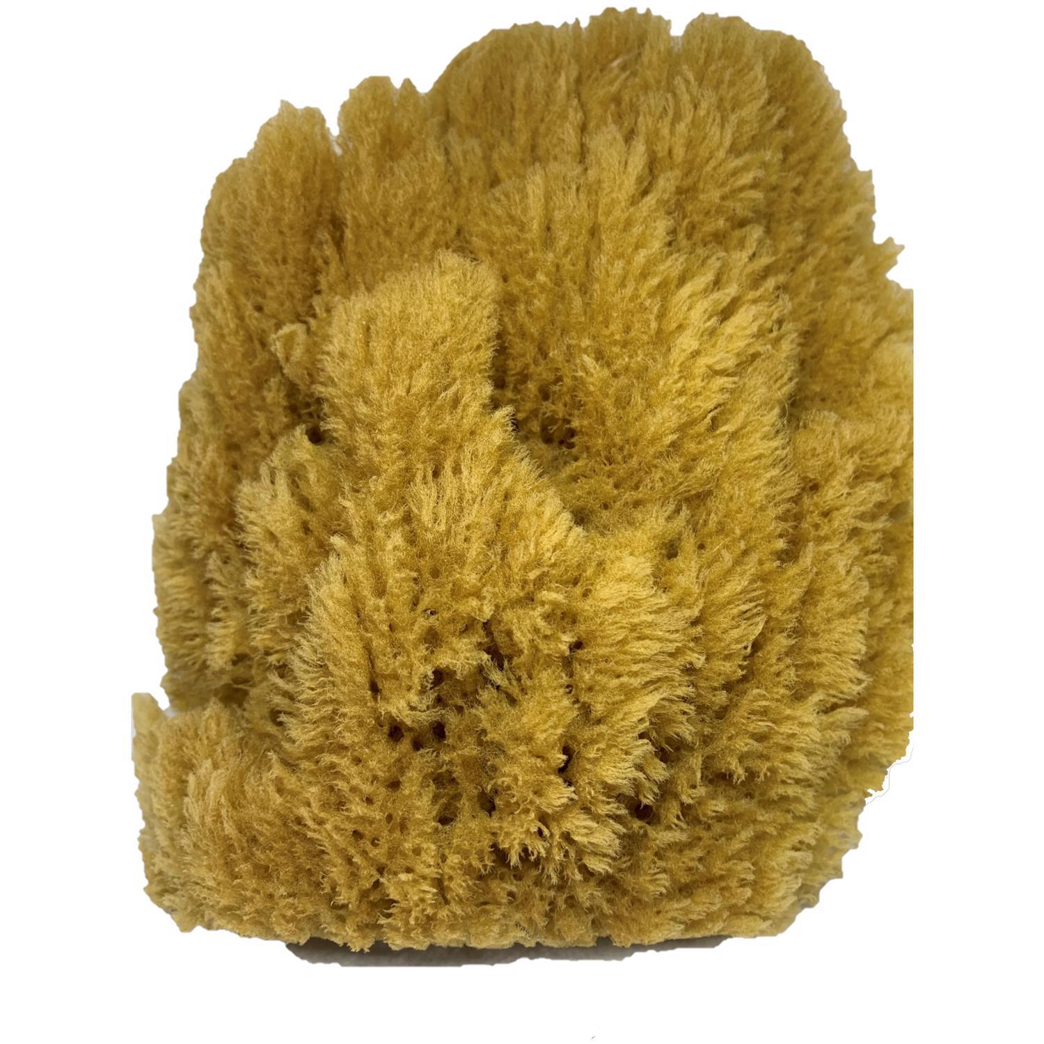 Armaly ProPlus 5 in. W X 4.5 in. L Beige Natural Sponge Painting Sponge