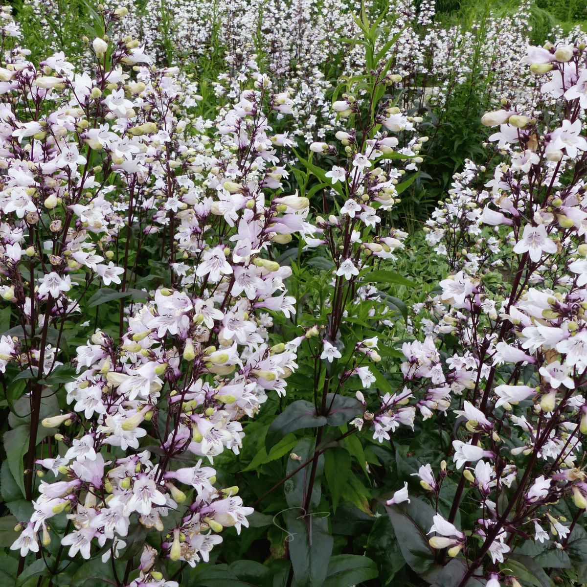 Beardtongue Foxglove Plant 1G