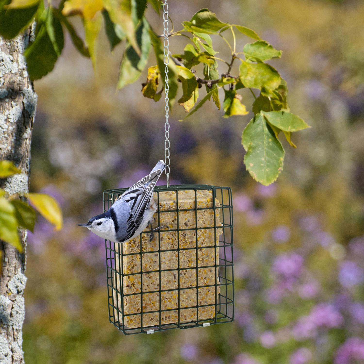 Woodlink Wild Bird Metal Suet Cage