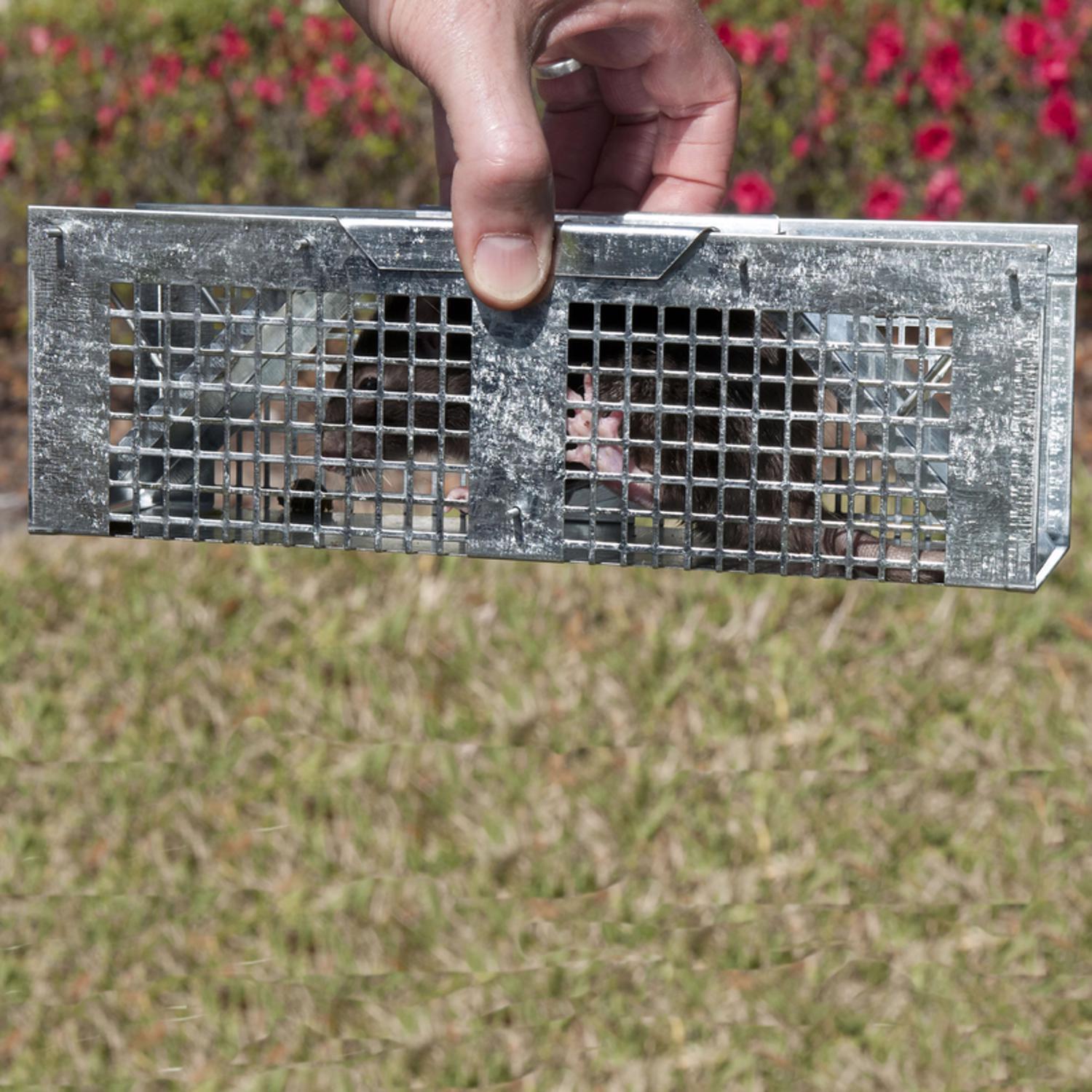 Havahart Small Live Catch Cage Trap For Mice 1 pk