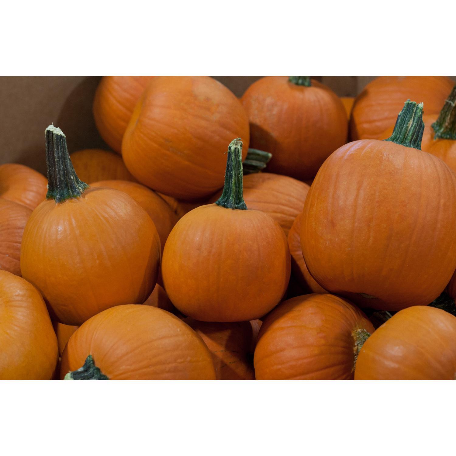 Frey Farms Sarah's Home Grown Orange Pumpkin