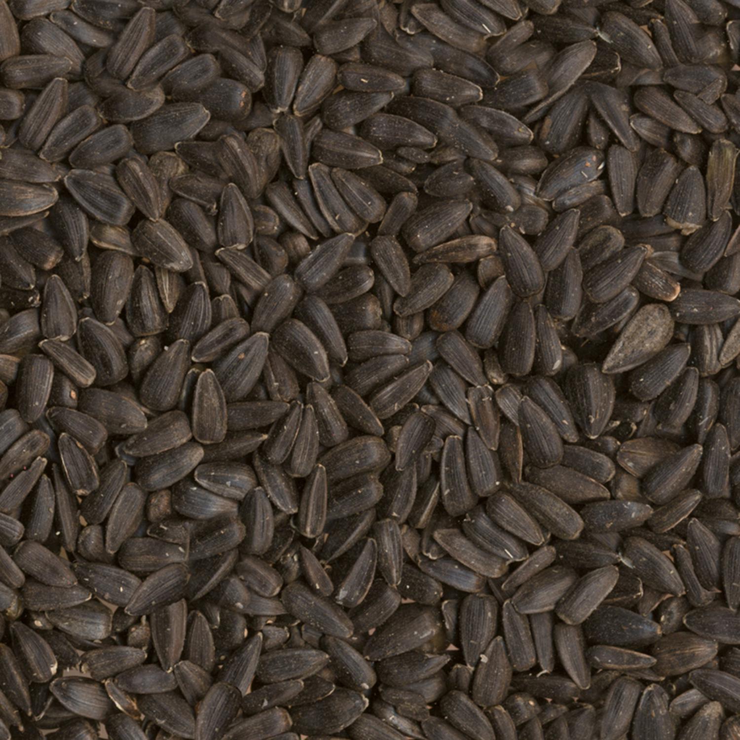 Ace Black Oil Sunflower Seed Wild Bird Food 10 lb
