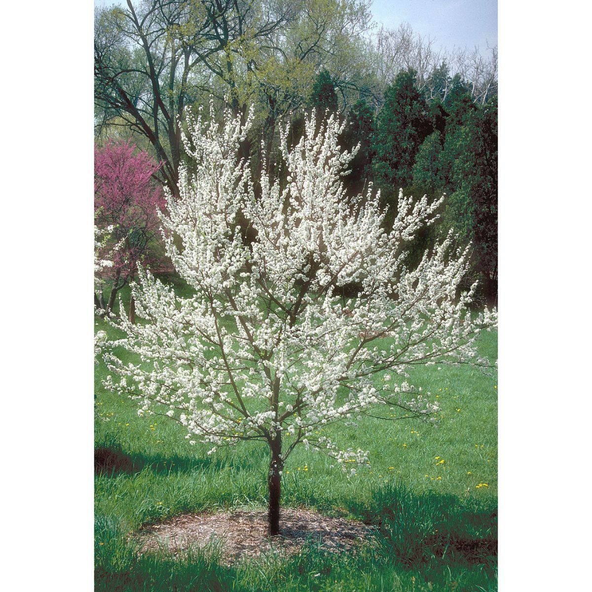 American Plum tree 3G