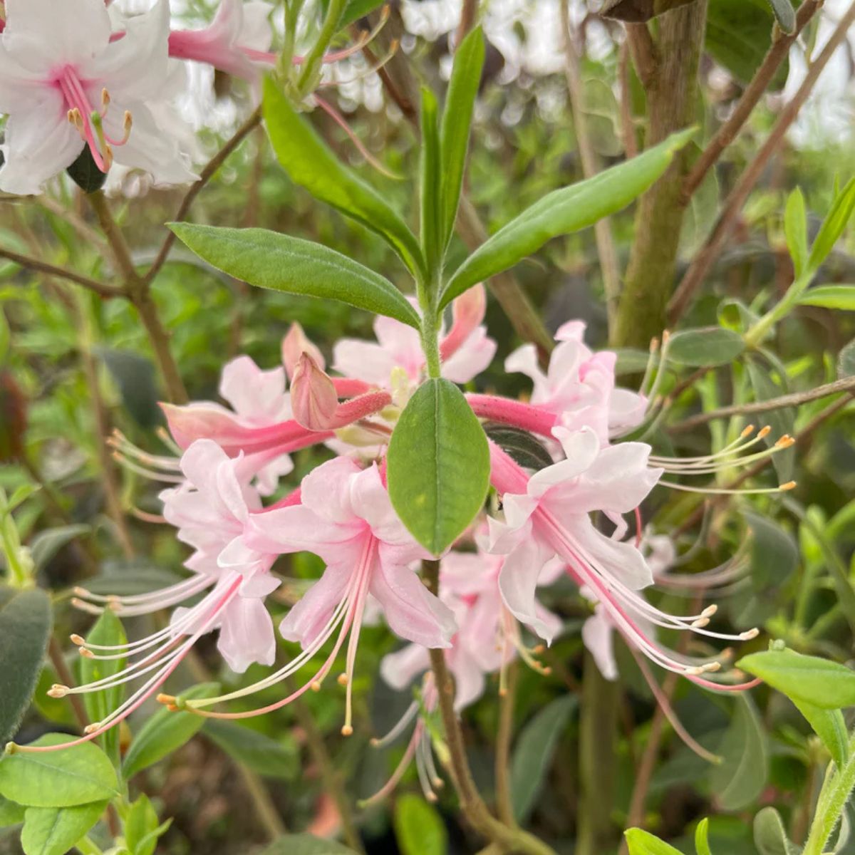 Mountain Azalea (Piedmont azalea), Rhododendron canescens Plant 3G