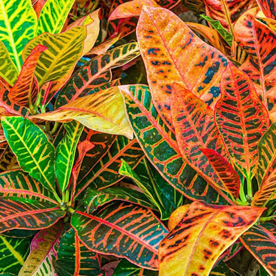 Croton Petra 6"-6.5"