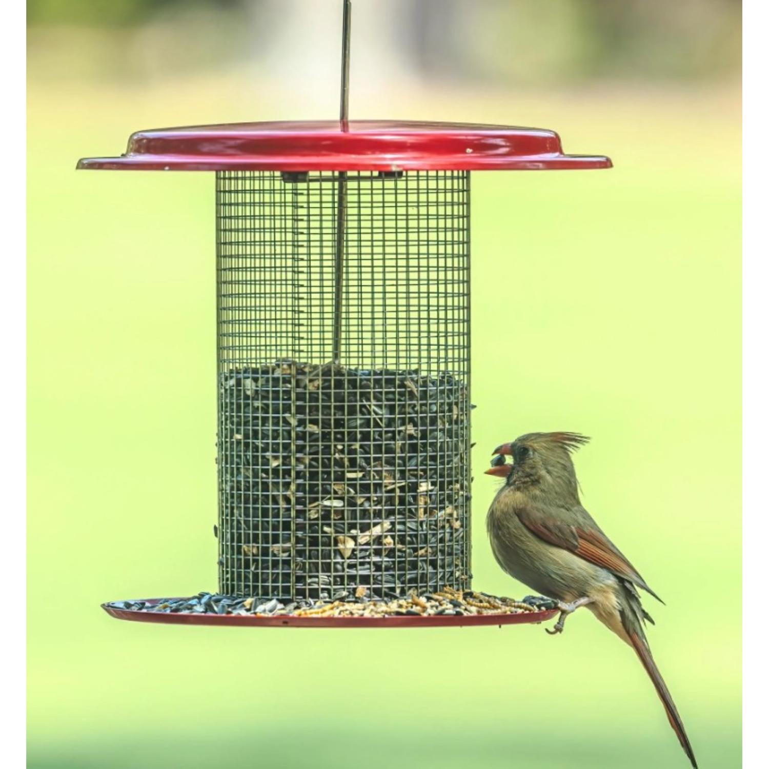 Birds Choice Sunflower 3 lb. cap. Metal Hanging Bird Feeder