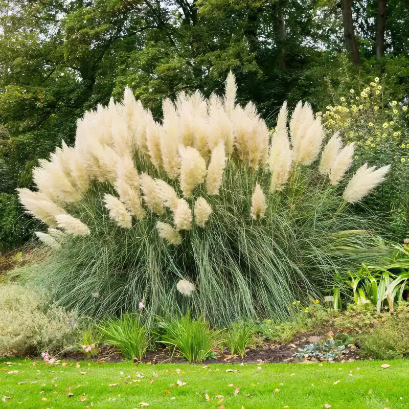 Grass Pampas White #3