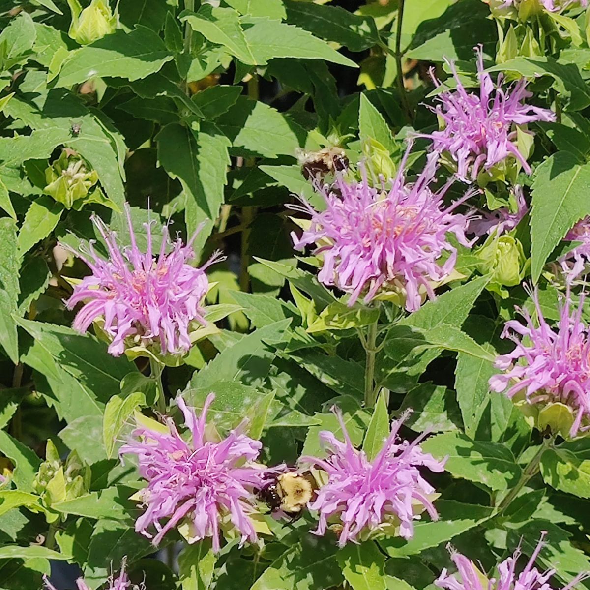 Wild Bergamot Plant (Monarda fistulosa) - 1G