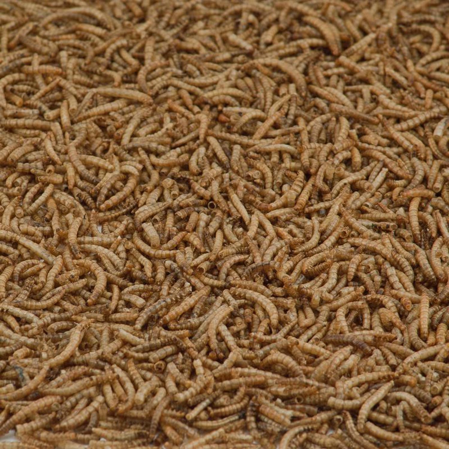 Kaytee Mealworms 3.5 oz