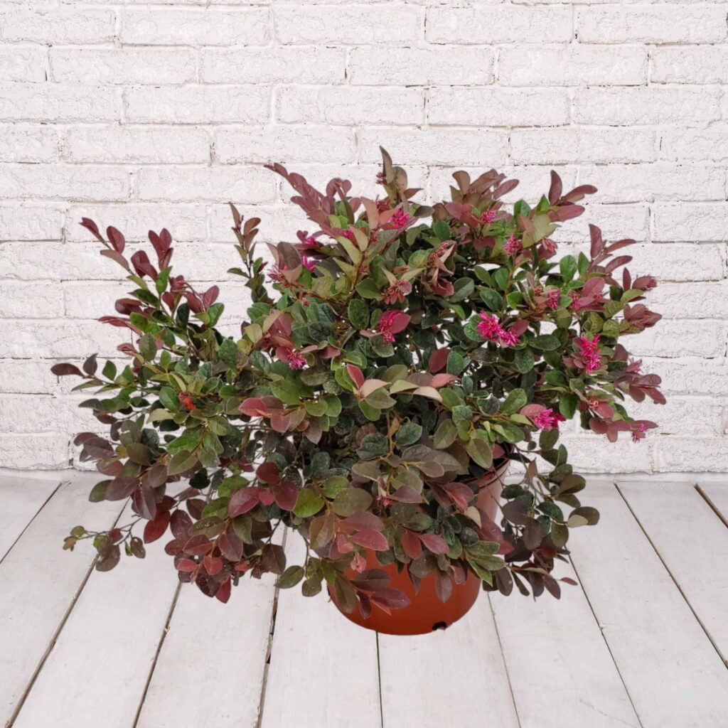 10in TC LOROPETALUM  PLUM DELI