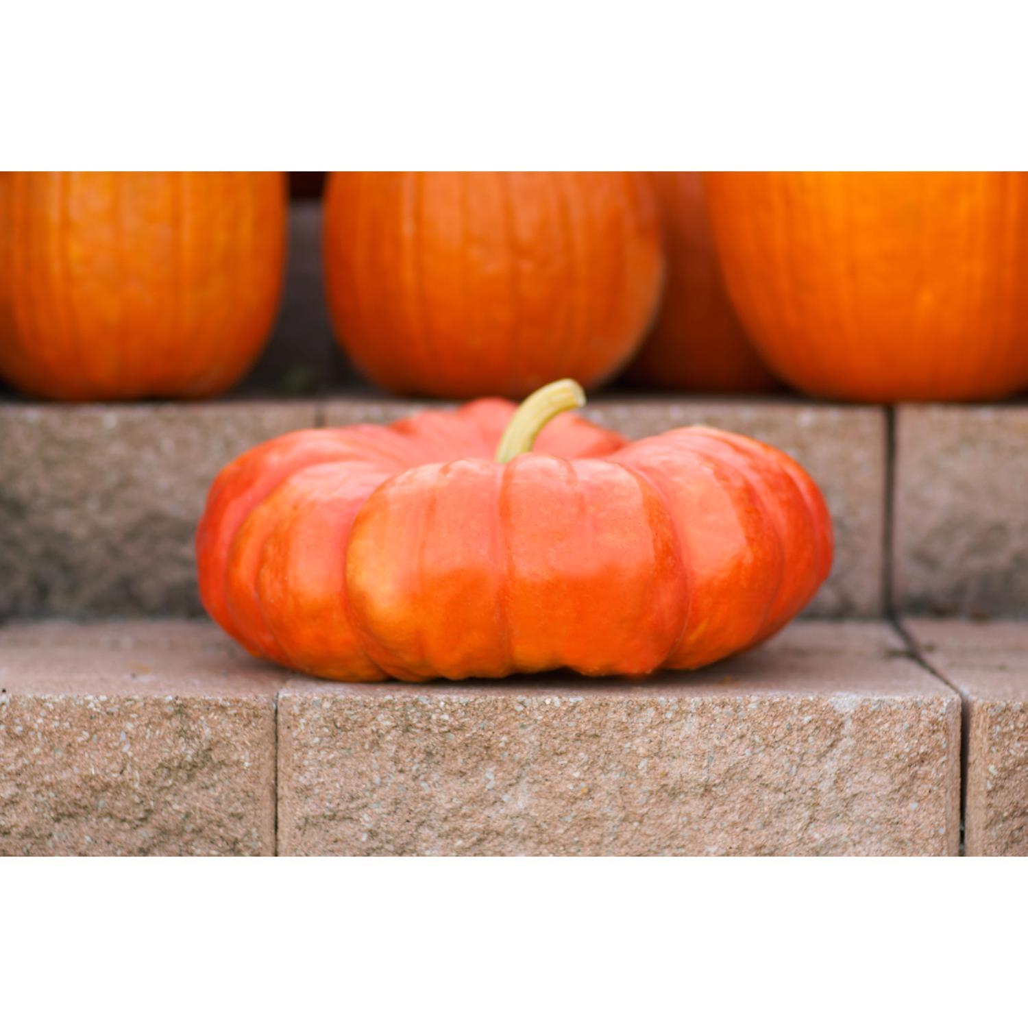 Frey Farms Sarah's Home Grown Autumn Couleur Pumpkin