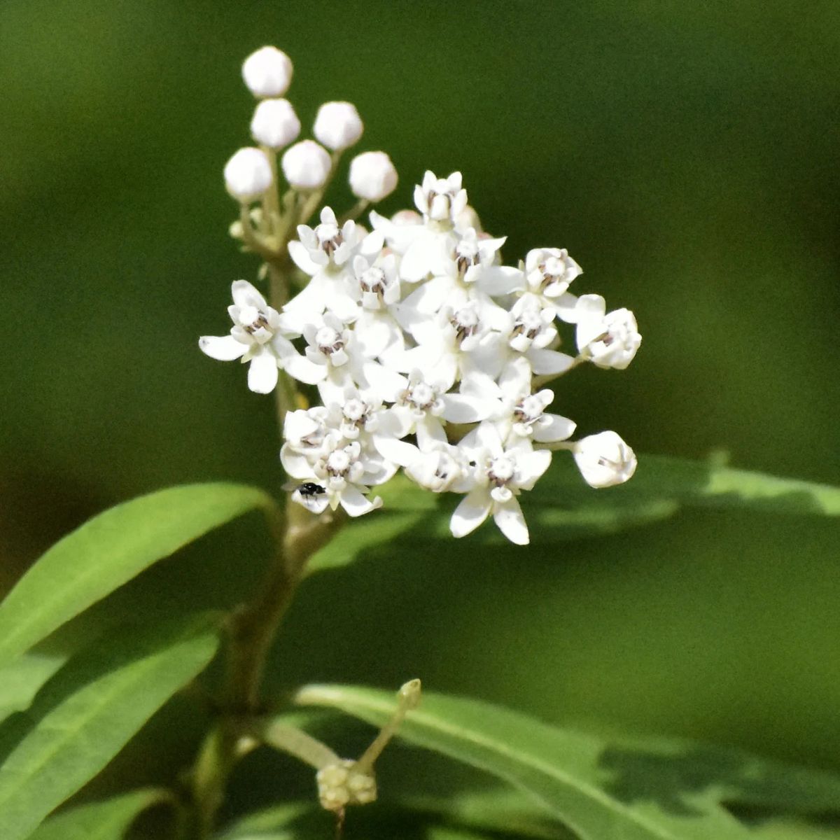 Plant NAT Aquatic Milkweed 1G