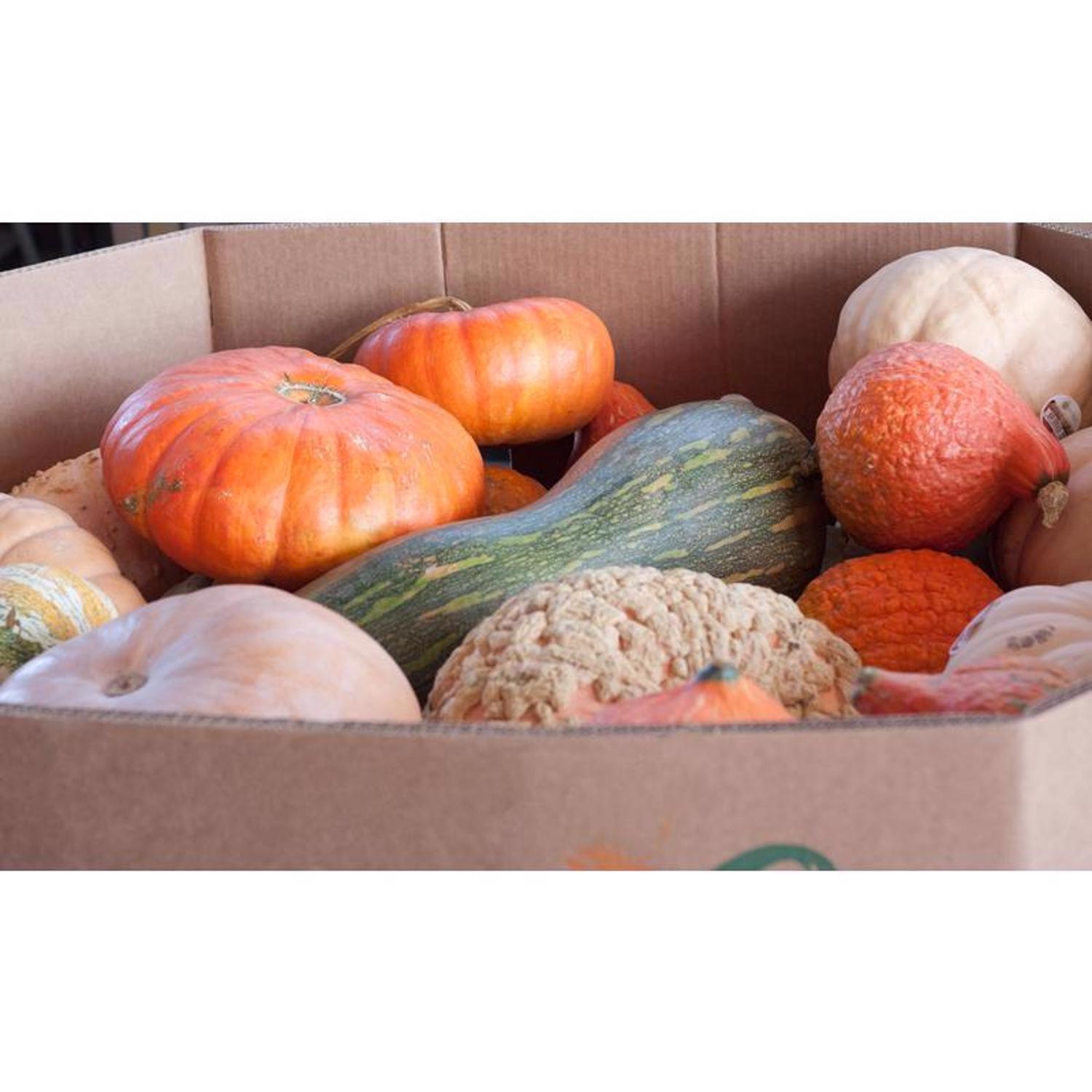Frey Farms Sarah's Home Grown Autumn Couleur Pumpkin