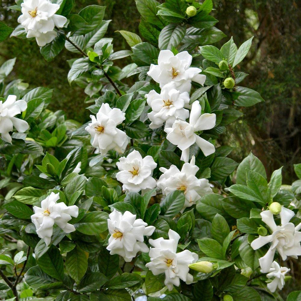 Plant Frost Proof Gardenia