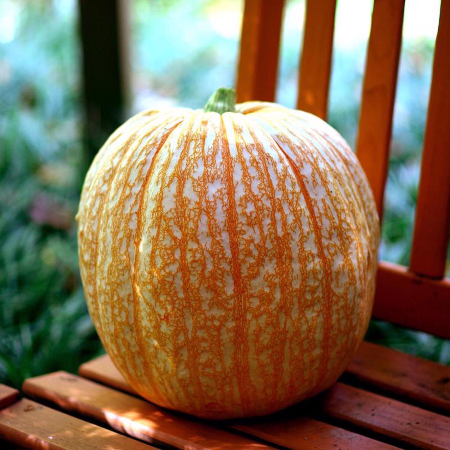 Frey Farms Sarah's Home Grown Autumn Couleur Pumpkin