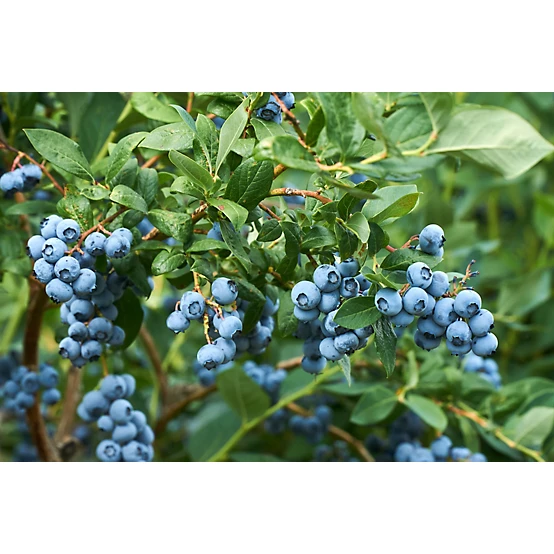 3 Gal. Plant Blueberry assorted