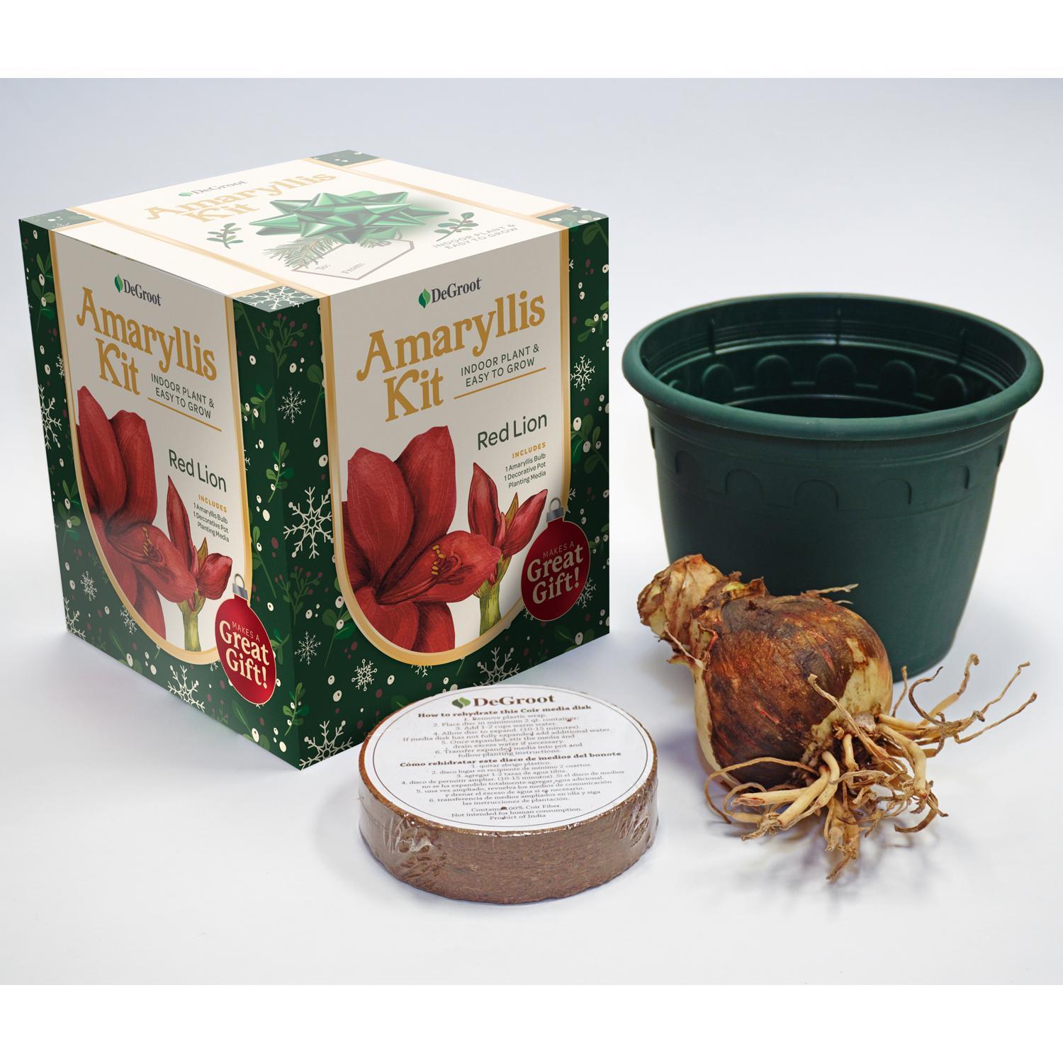DeGroot Amaryllis Gift Box Bulb Kit 1 pk (ASSORTED COLORS)