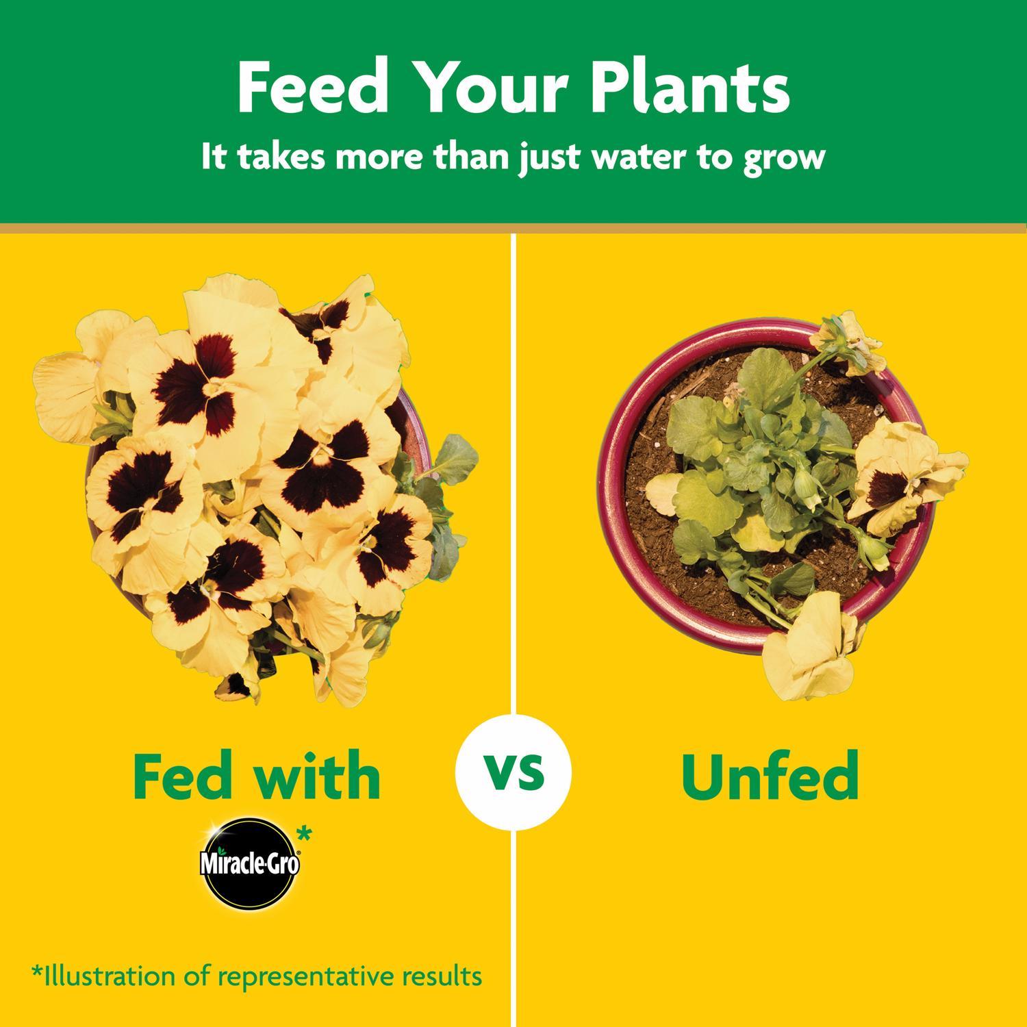 Miracle-Gro Granules Tomato, Tulips, Strawberries Plant Food 8 oz