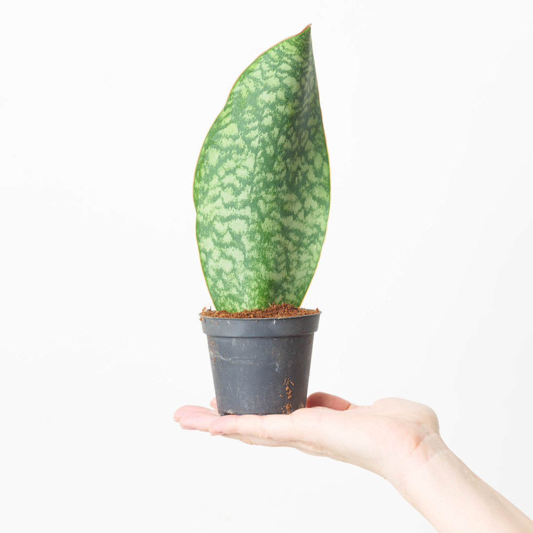 Plant Sansevieria Whale 1 Gal