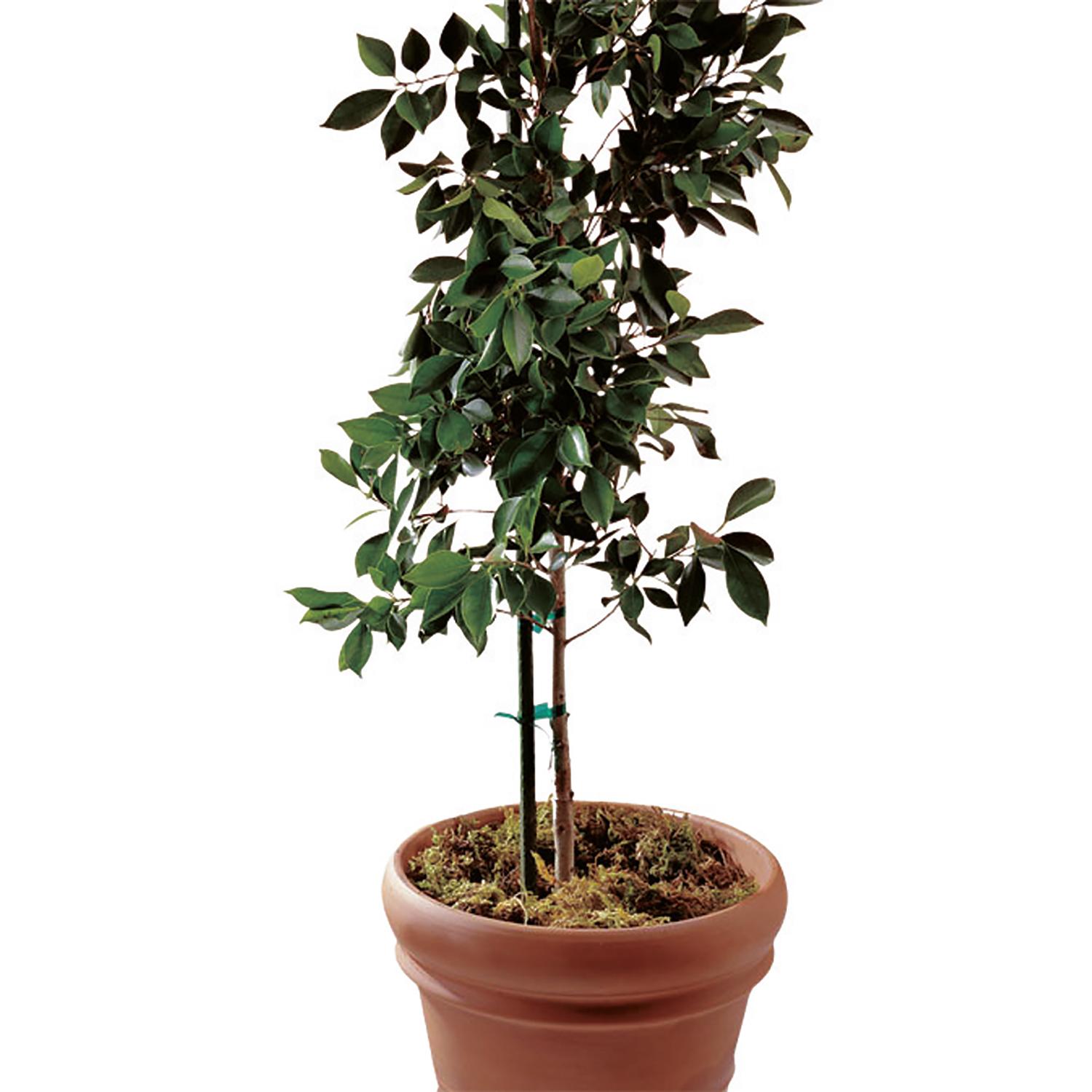 Bond 6 ft. H X 0.6 in. W Green Steel Plant Stake