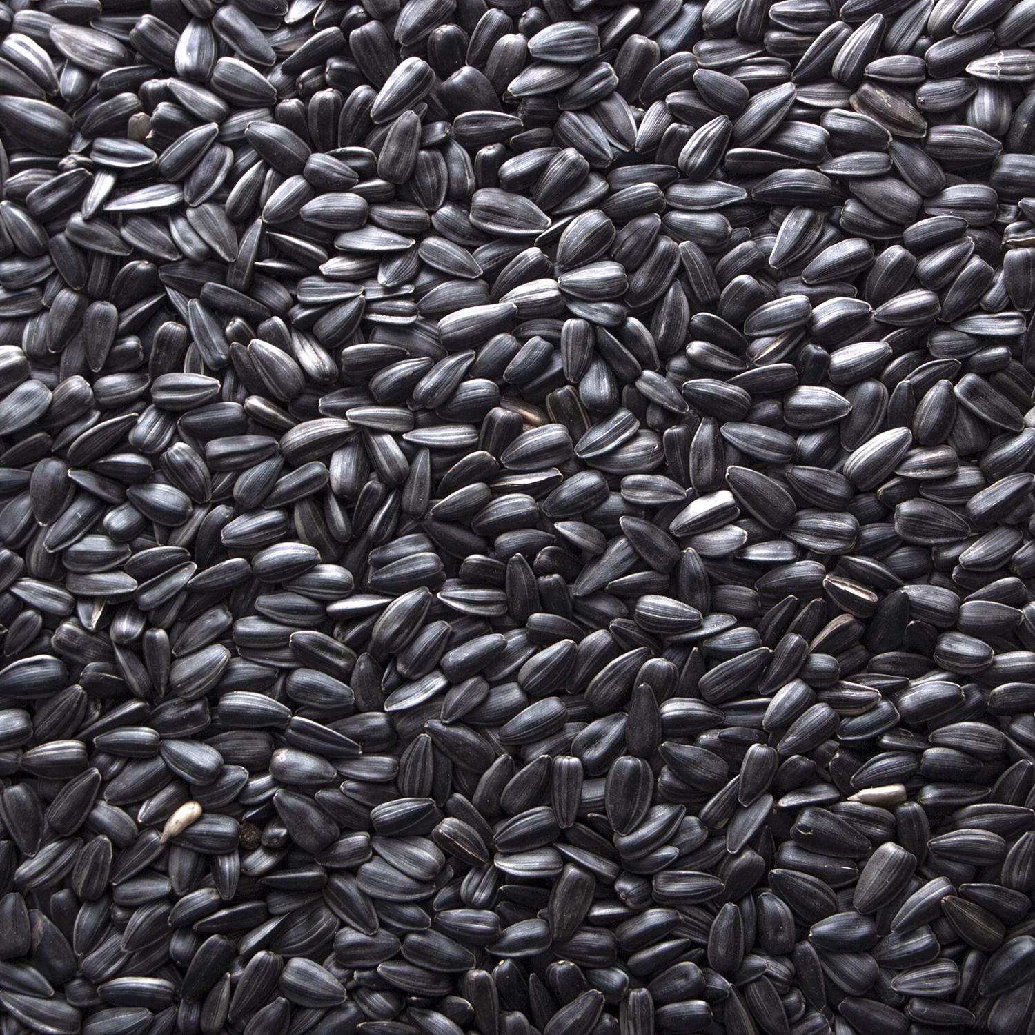 Ace Black Oil Sunflower Seed Wild Bird Food 40 lb