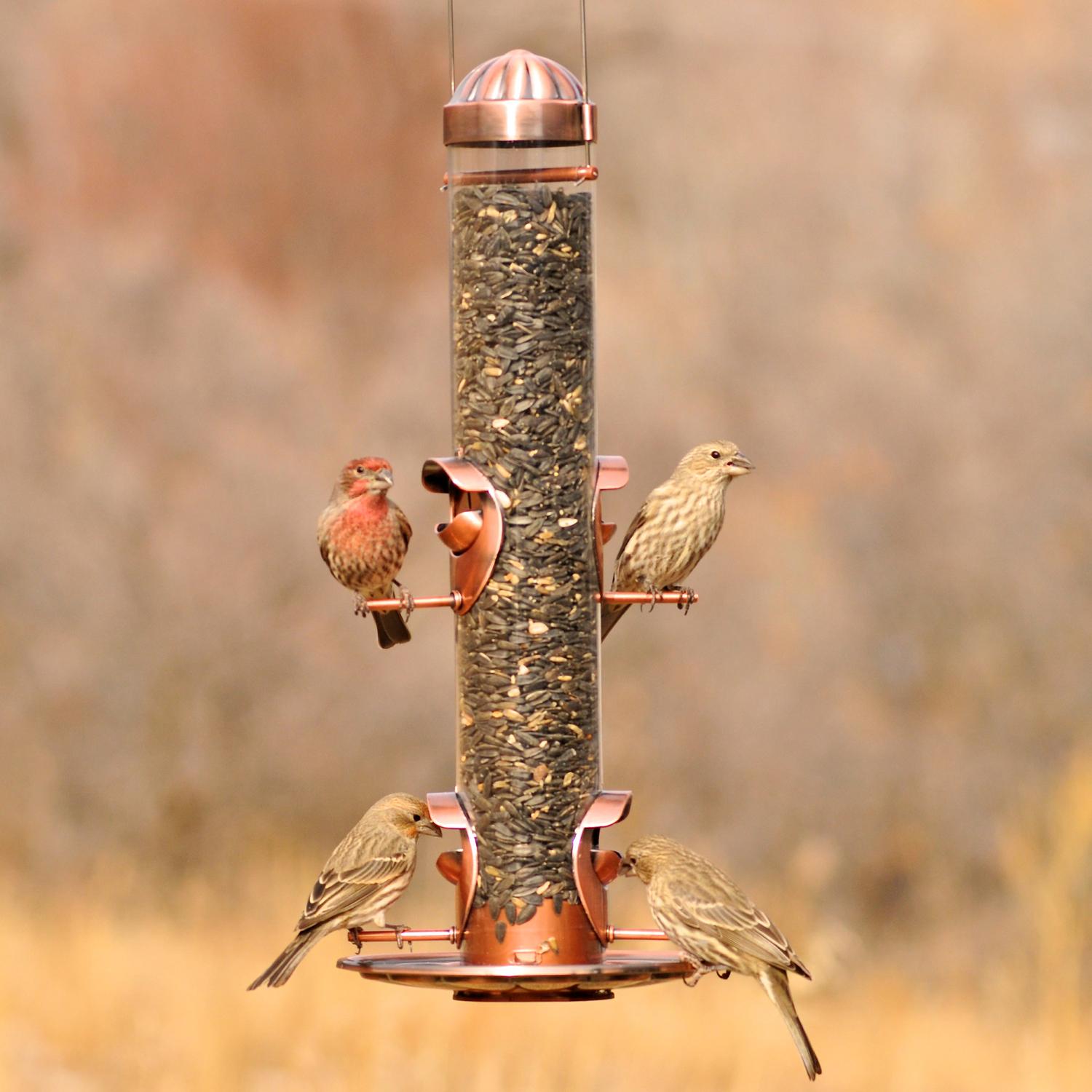 Perky-Pet Wild Bird and Finch 1.8 lb Copper Bird Feeder 4 ports