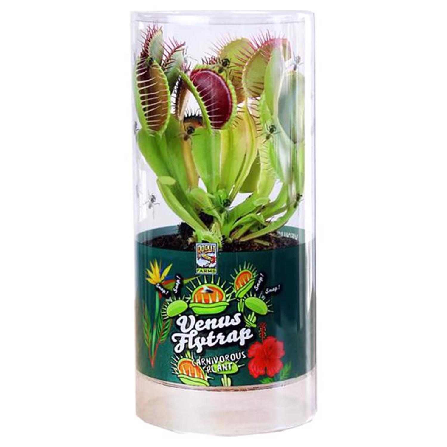 Rocket Farms Venus Fly Trap Exotic Plant