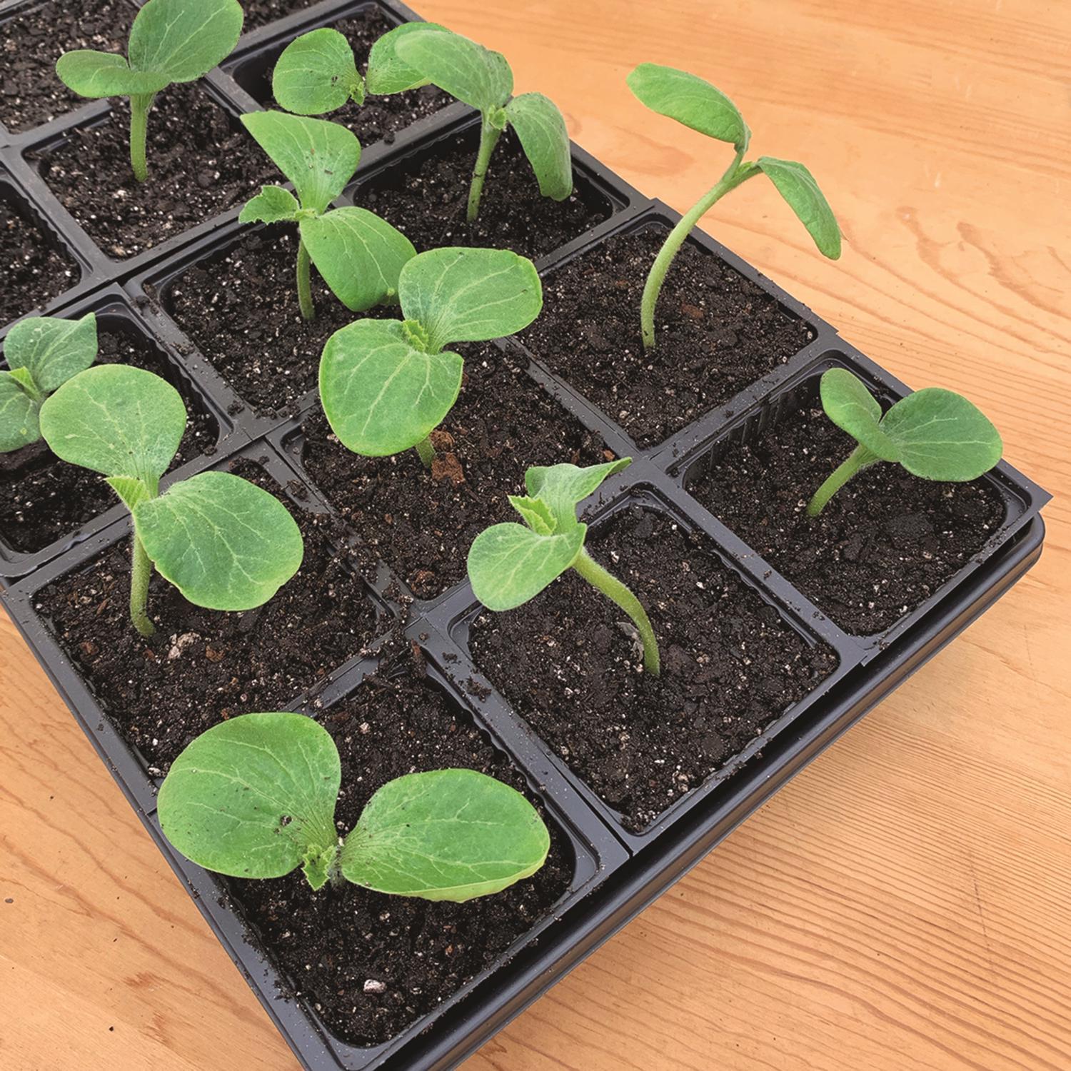 Ferry-Morse 11 in. W X 22 in. L Seed Starter Kit 1 pk