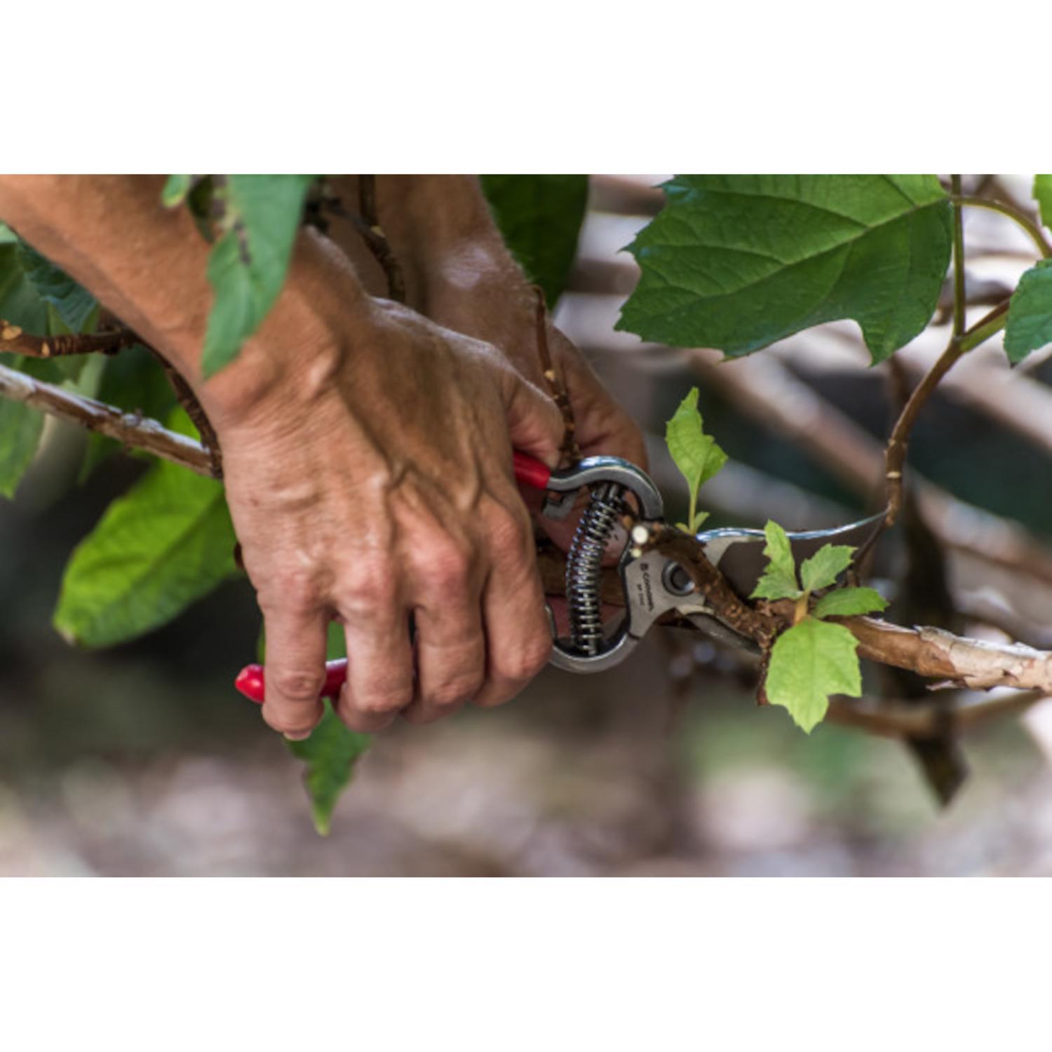 Corona Classic Cut 8 in. Steel Bypass Pruners