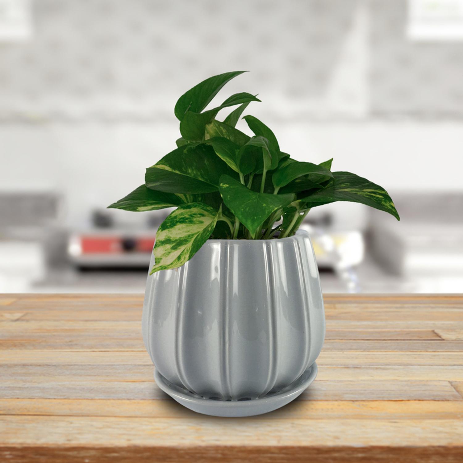 Trendspot Contour 7.28 in. H X 8 in. W X 8 in. D X 8 in. D Ceramic Planter Gray