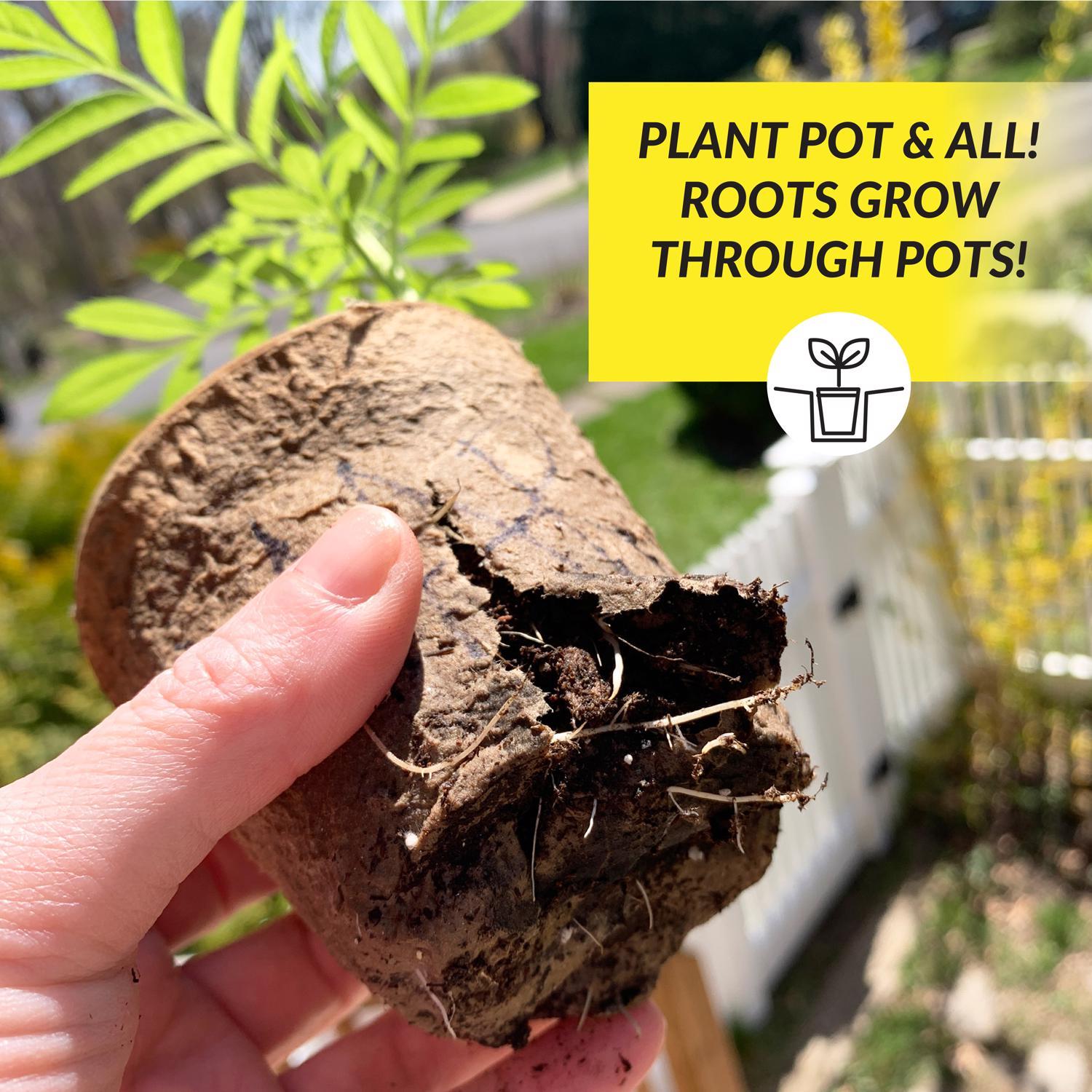 Ferry-Morse 23 Cells 2 in. H X 2.25 in. W X 2.25 in. L Seed Starting Peat Pot 23 pk