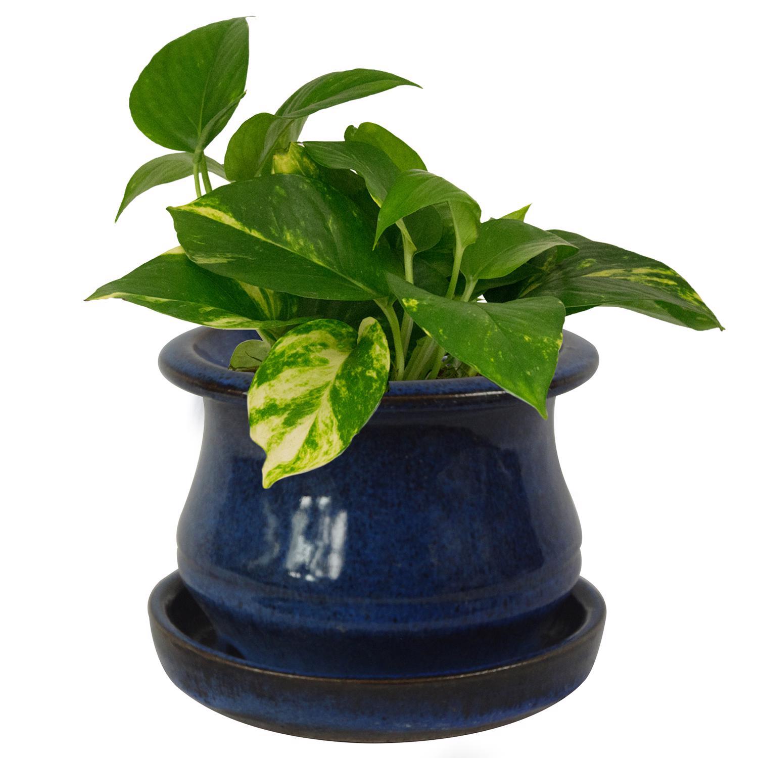 Trendspot Low Bell 5.3 in. H X 6.9 in. W X 6.9 in. D X 7 in. D Ceramic Planter Blue
