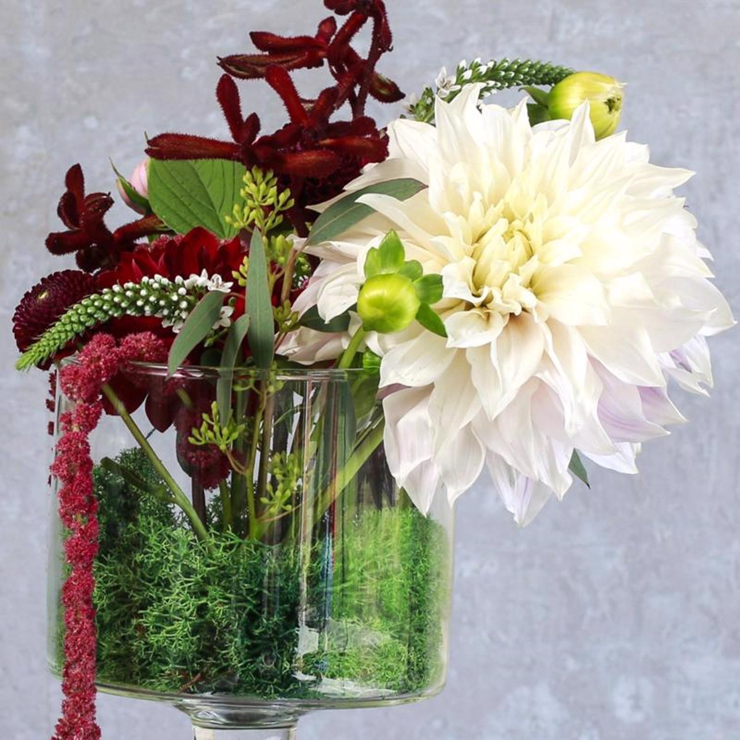 Mosser Lee Soil Cover Organic Dark Green Reindeer Moss 3 oz