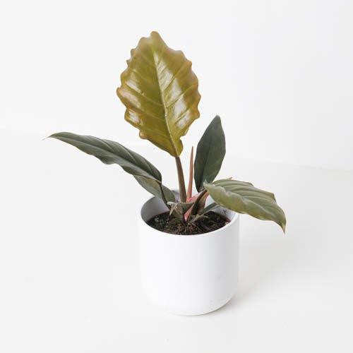Plant Philodendron 1G Caramel Pluto