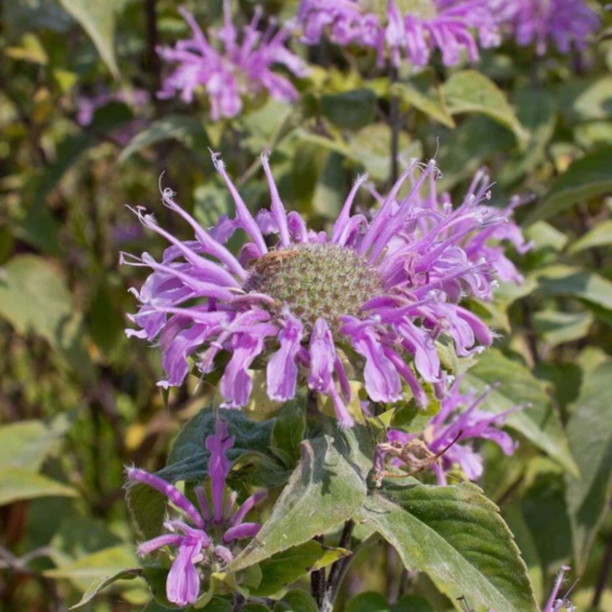 Plant Wild Bergamont - 1 Gallon Pot