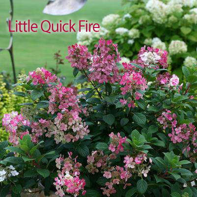 Hydrangea Plant Assorted 3 Gallon