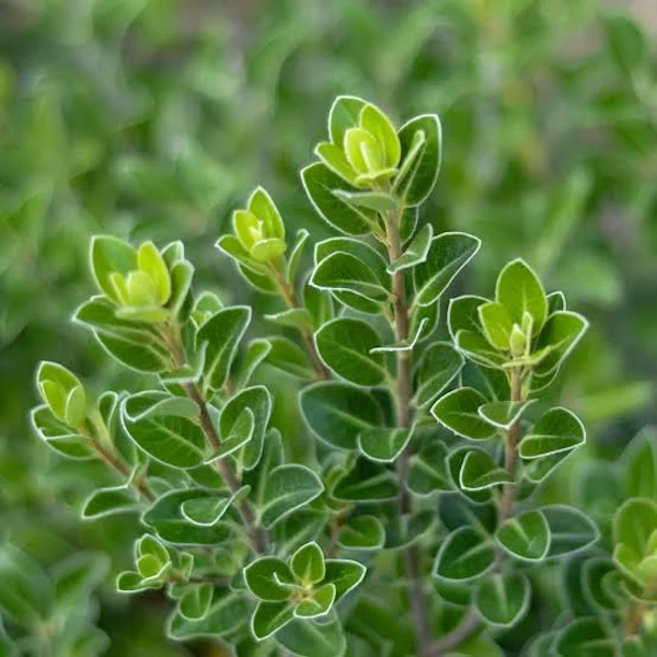 Var Pittosparum