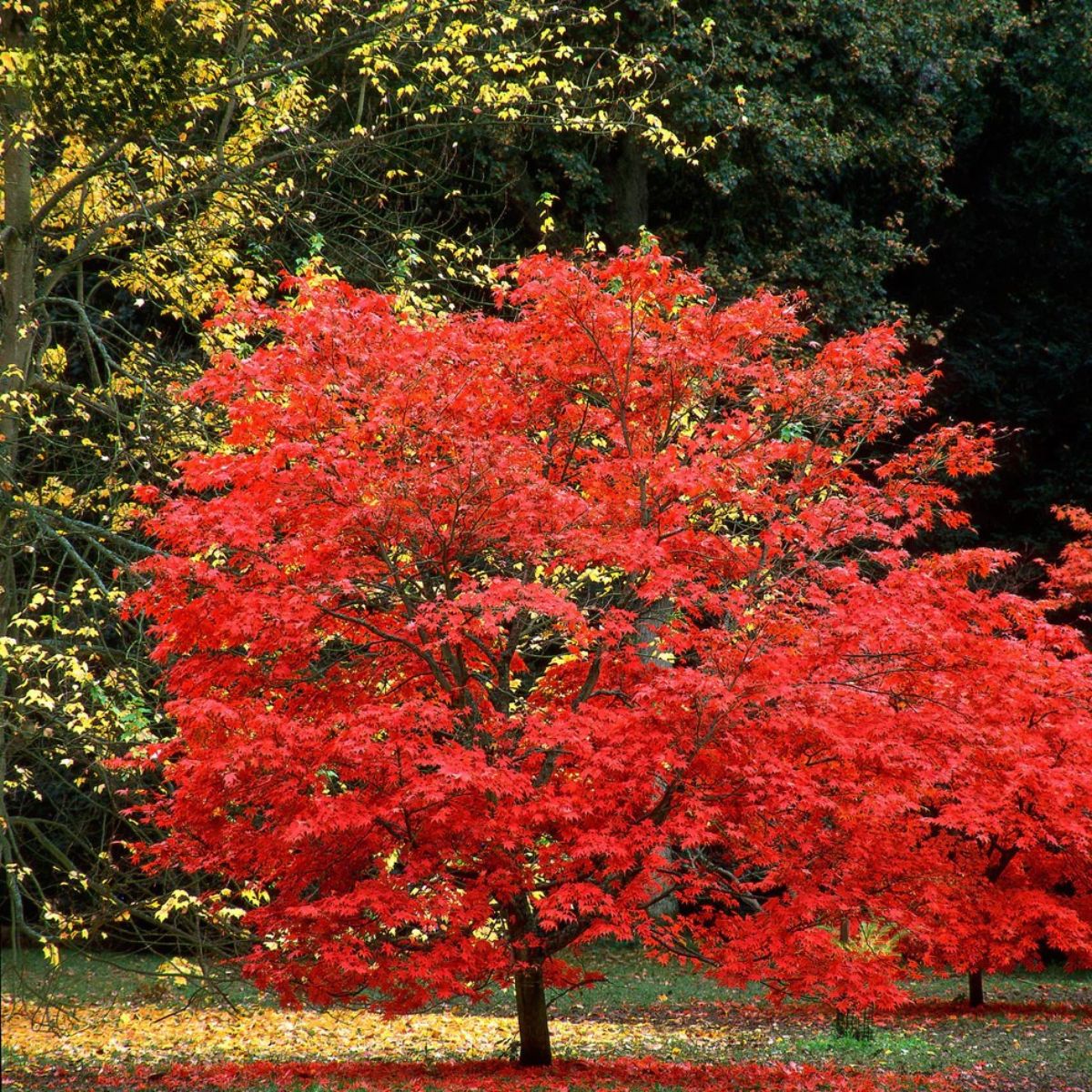 Red Maple Tree (Acer rubrum) 3G