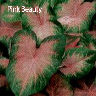 Caladium Plant 1 Gallon