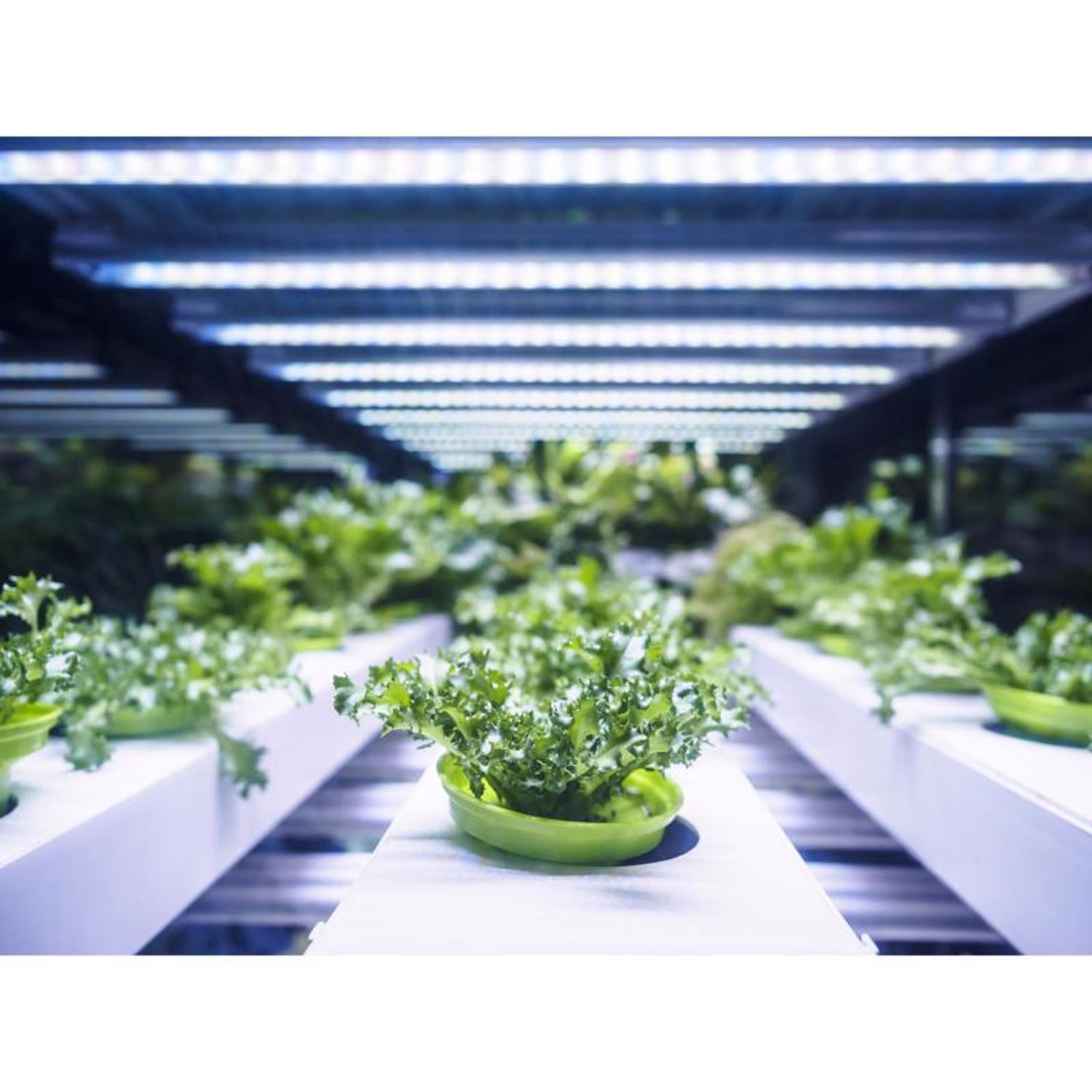 Feit Grow Fixtures Hydroponic Grow Light 32 W