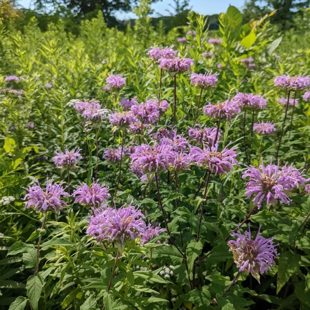 Plant Wild Bergamont - 1 Gallon Pot