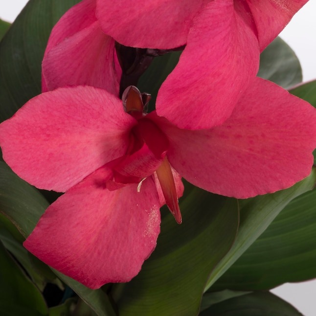 Tropicanna Canna