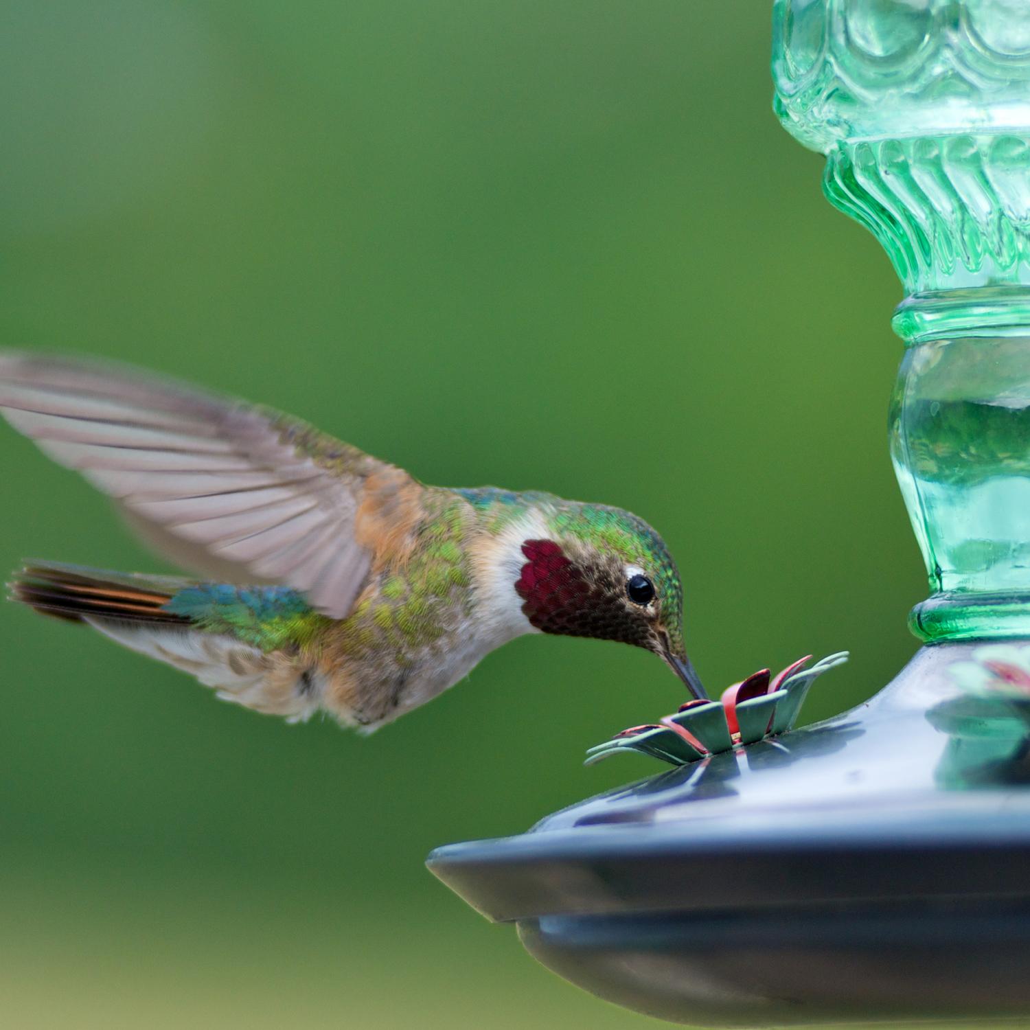 Perky-Pet Hummingbird 10 oz Glass/Metal Antique Bottle Nectar Bird Feeder 4 ports