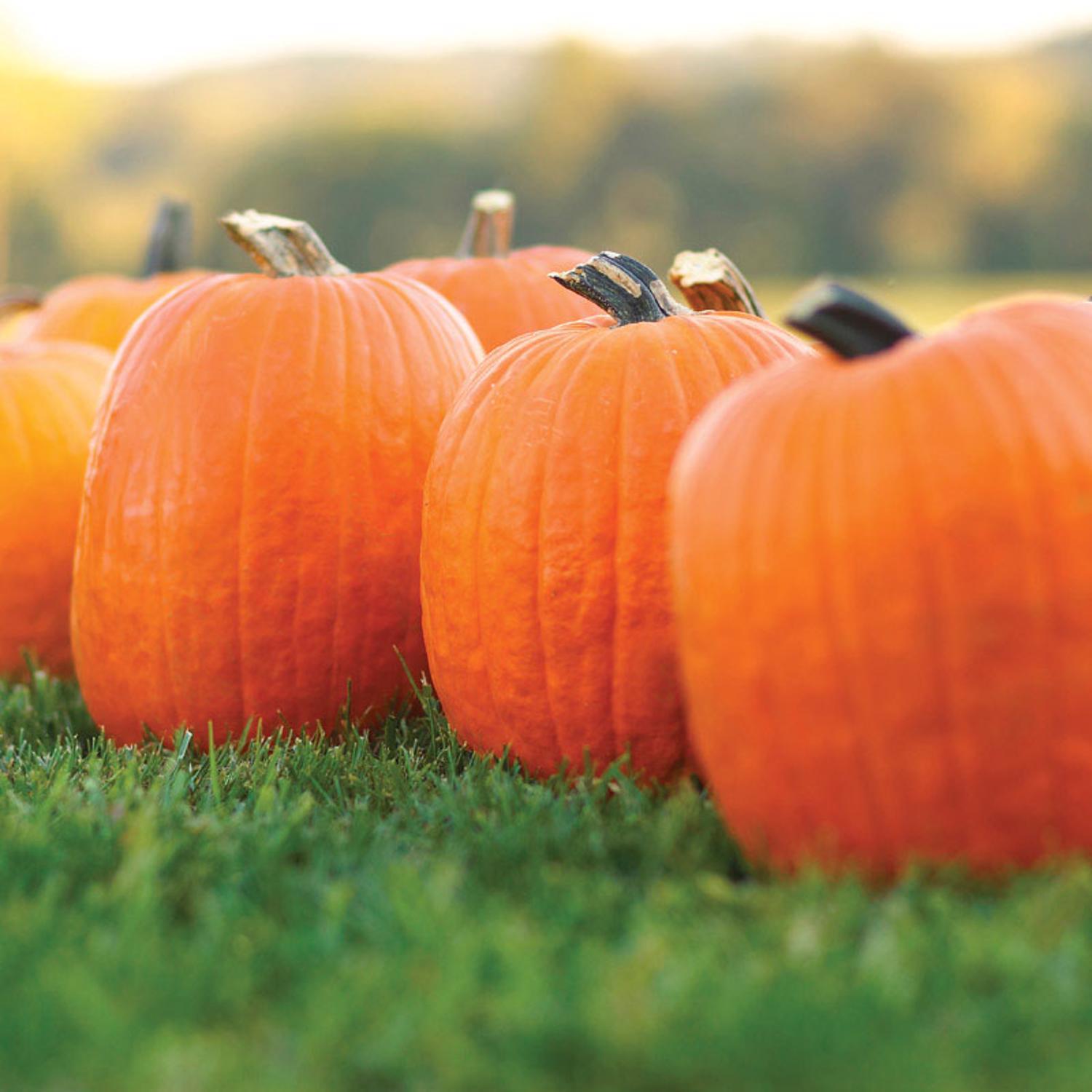 Classic Orange Pumpkin